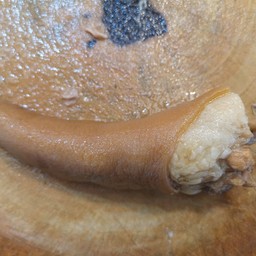 หางหมู กับข้าว