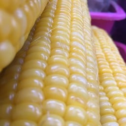 ข้าวโพด