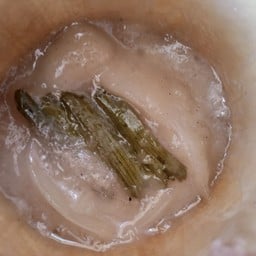 ใบเตยมะพร้าวอ่อน