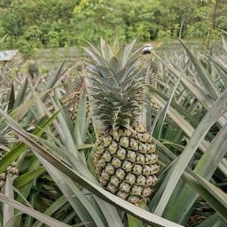 สับปะรดตราดสีทอง