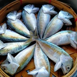 QGเดอะควีนออฟกรีน