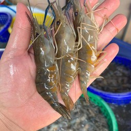 กุ้งสด