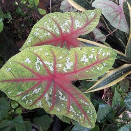 ไส้กรอกอีสานคุณหญิง