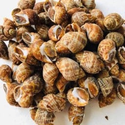 หอยหมาก เผา