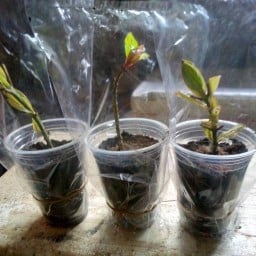 ขนมตาลป้าอ๊อด@หอการค้าแฟร์