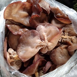 เห็ดหูหนู