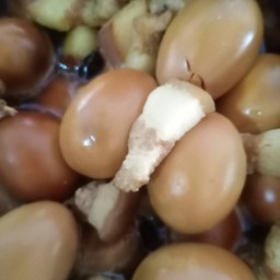 ไข่พะโล้