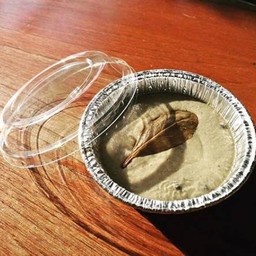 ตับบดกระปุก