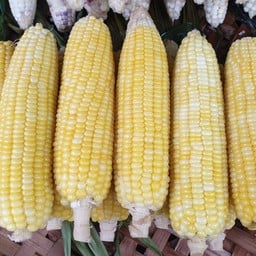 เจ๊ตุ่น ข้าวโพดต้ม มันต้ม