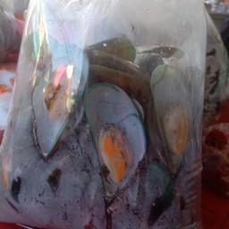 หอยแมงภู่ ตลาดคลองโพธิ์