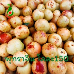 ผลไม้ตามฤดูกาลนำเข้า