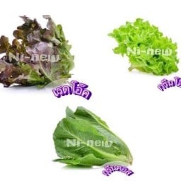 นินิว ไส้อั่ว & ผักสลัด (กาดเกาะลอย @ ตาก)