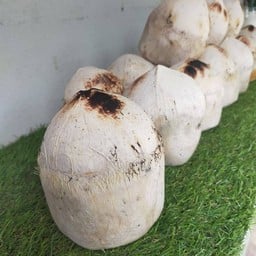 คุณลี่ มะพร้าวเผาปั่นนมสด สาขา2 ริมโขง