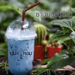"นม หอม"