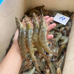 กุ้งขาว XL