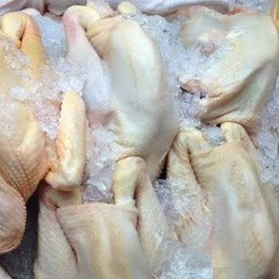 ไก่บ้าน(โลละ)