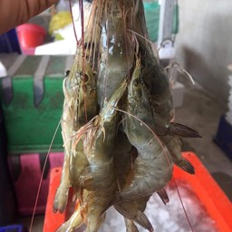 กุ้งเล็กL