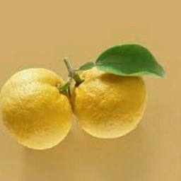 ส้มยูซุโซดา