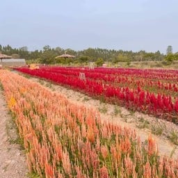 เนื้อนาบุญ Nuanaboon Flower Farm อ.บ้านโป่ง จ.ราชบุรี