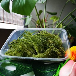 สาหร่ายพวงองุ่น จ้าวเอ๋ย