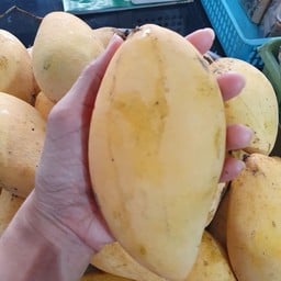 มะม่วงน้ำดอกไม้ไซด์กลาง 1 ลูก