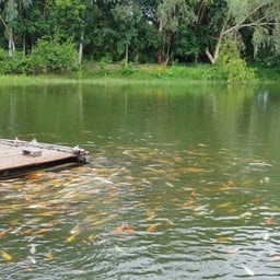 บ้านปลาคาร์ฟ เชียงใหม่