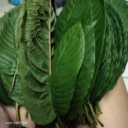 คนออร์แกนิค 🌱[ขนมผักกรอบ,ผักอบกรอบ,ใบกระท่อม]