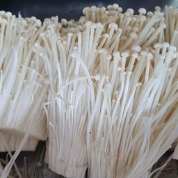 เห็ดเข็มทอง