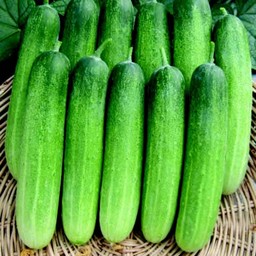 แตงกวาใหญ่ 500 กรัม