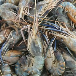 กุ้งขาว/กุ้งไข่