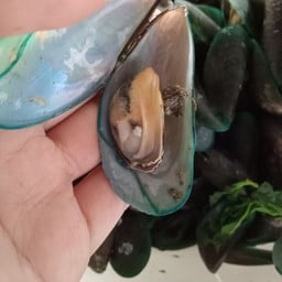 หมึกย่างหน้าบ้าน