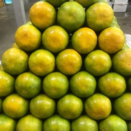 ส้มภูเรือ