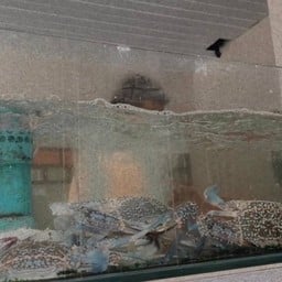 ข้าวต้มปูม้า ไซส์ L มี3-4ตัว