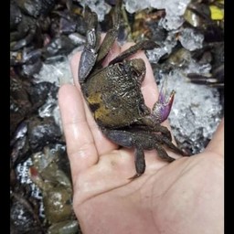 ยำปูจืดปลาร้านัว