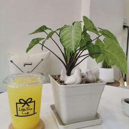 น้ำส้มยูสุ