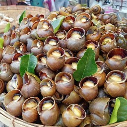 หอยโข่งนา&หอยหวาน