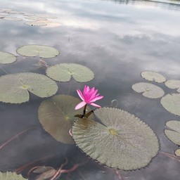 ล่องเรือชมบัว