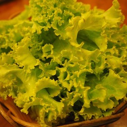 ผักกาดหอม