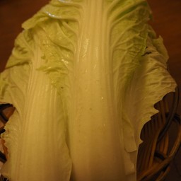 ผักกาดขาว