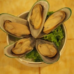 หอยแมลงภู่นิวซีแลนด์