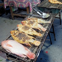 ชอบปลานิล อร่อย แบบบ้านๆดี