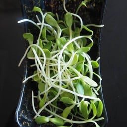 ต้นอ่อนทานตะวัน