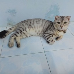 ทิปน้องแมว ลีโอ