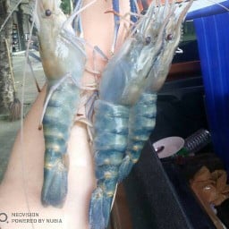 กุ้งสดสมบัติพงษ์