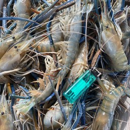 ปลาหมึกสด101