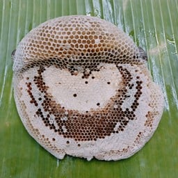 รังผึ้งป่า (S)