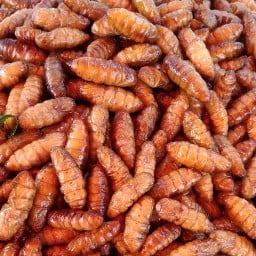 แมลงทอดหน้าค่าย(ตลาดนัดข้างศาลเจ้าพ่อปื๊ด)