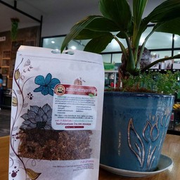 ชาดอกกาแฟอาราบิก้า