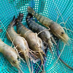 ตาชัย กุ้งเผา