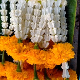 พวงมาลัยมะลิดาวเรือง